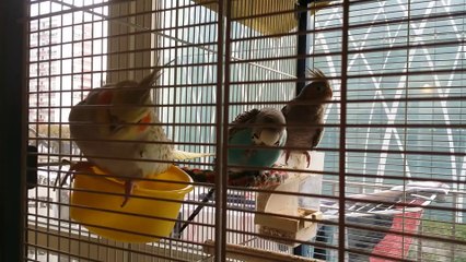 Cacahuette Papillon & Billynette Mdrrrrrrrrrrrrr