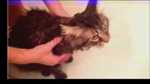 Funny Cats Video - Funny Cat Videos Ever- Funny Videos 2014 - Funny Animals Funny Animal Videos(2)