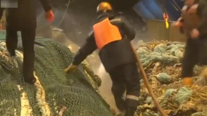 Quand un lion de mer attaque un pêcheur et un chien