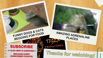 Funny comparison between dogs and cats - Funny animal compilation
