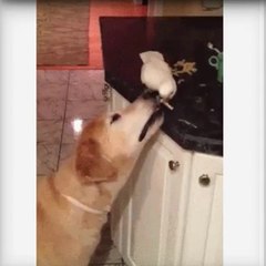 Ellos también se ayudan