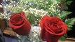 Ramo de rosas a domicilio compuesto por dos rosas (1)