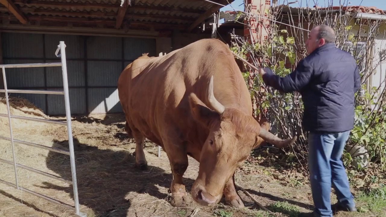 STEACK (R)EVOLUTION - Bande-annonce VO