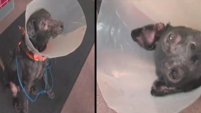 Adam, le chien allergique aux humains