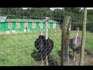 élevage d'autruches