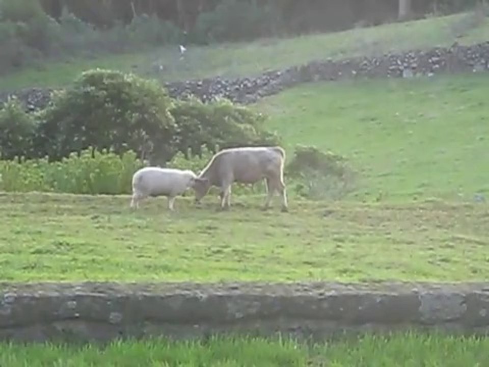 Boğaya Kafa Tutan Koyun