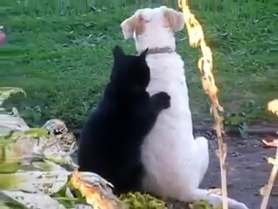 Kedi adeta usta bir Masör gibi köpeğe böyle masaj yapıyor