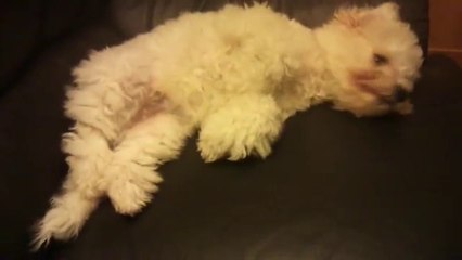 Cute Sleepy Puppy Charlie the 4 month old Bichon Frise