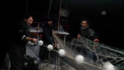 Karadeniz'de Palamut Bereketi