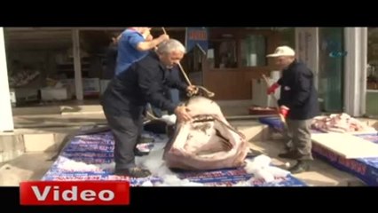 Dev Köpek Balığı Kanser Hastalarına Şifa Olacak