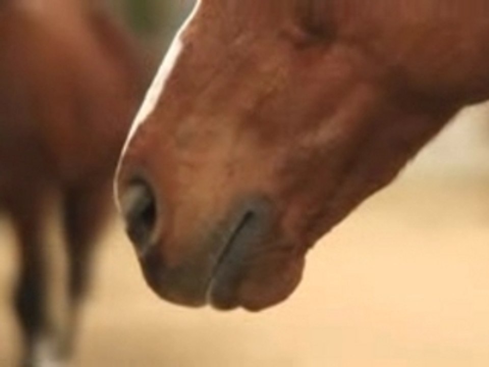 Z1 horse