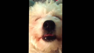 Smiling sleeping cute Bichon Frise puppy