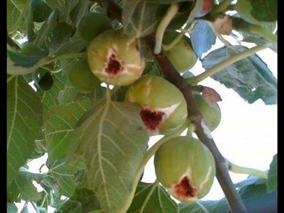 ANDIRIN ERENLER KÖYÜ...BENİM KÖYÜMM.