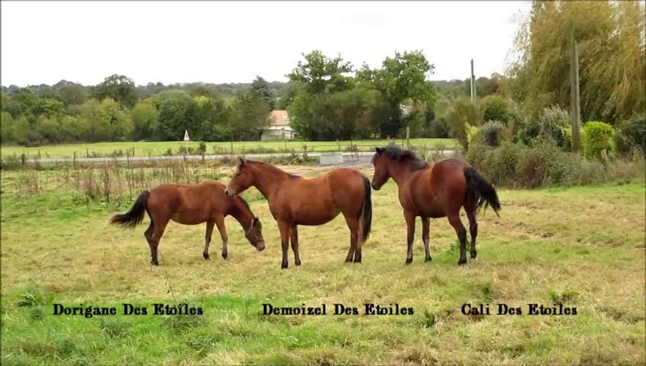 Cali, Demoizel & Dorigane Des Etoiles - 13 oct 2014