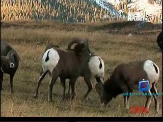 Be The Creature 17th October 2014 Video Watch Online pt3