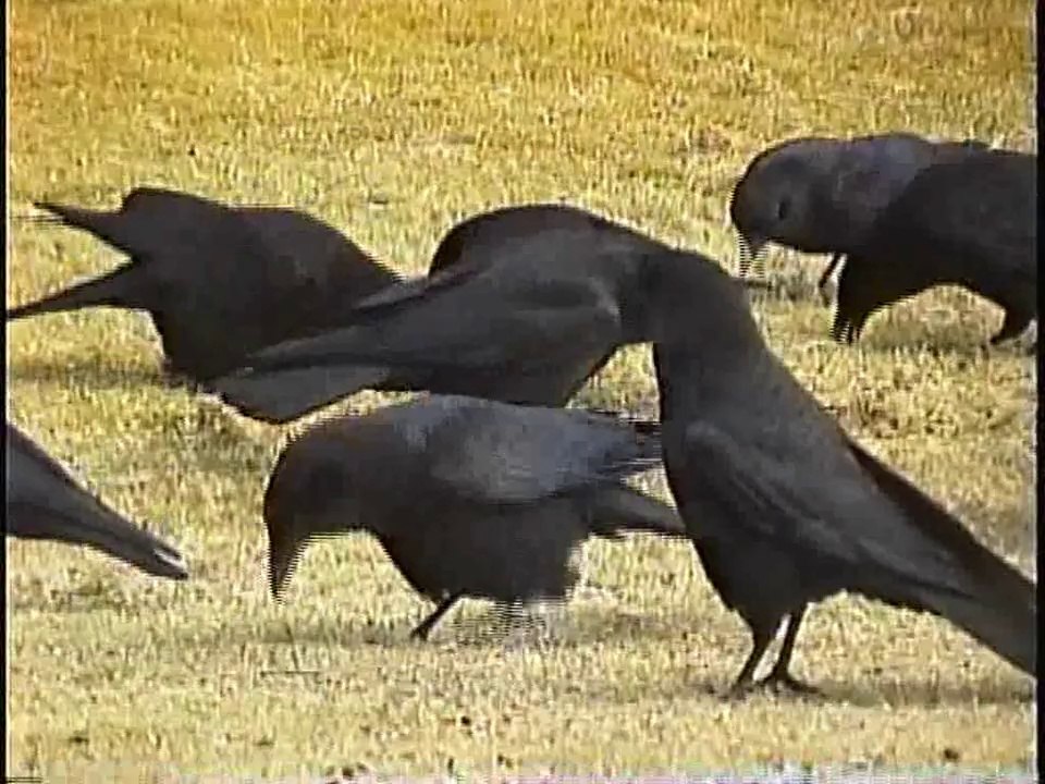 Bella Coola Natural History: Mourning Dove, White-throated Sparrow, Eurasian Collared-Dove, Rusty Blackbird, Fox Sparrow