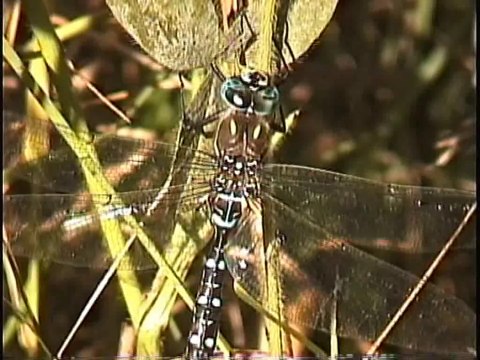 Bella Coola Natural History: Rufous Hummingbird, Black Bear, Grizzly Bear