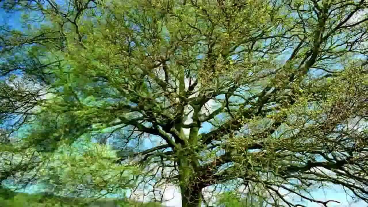 Fundos do Templo para colocar antes das reuniões