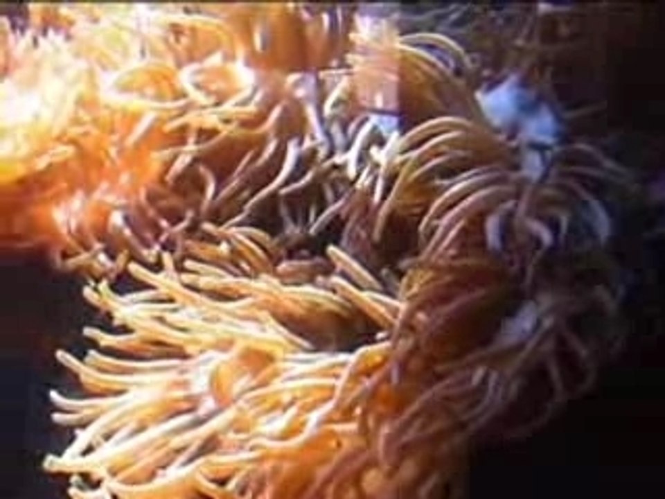 Nouvelle Caledonie 1 Nouméa JC