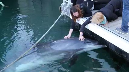 Un dauphin se laisse carresser dans le port de Brest