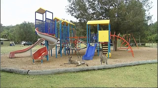 Travel Oz: Australia's Awesome Kangaroos