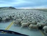 Hiç bu kadar büyük bir koyun sürüsü gördünüz mü