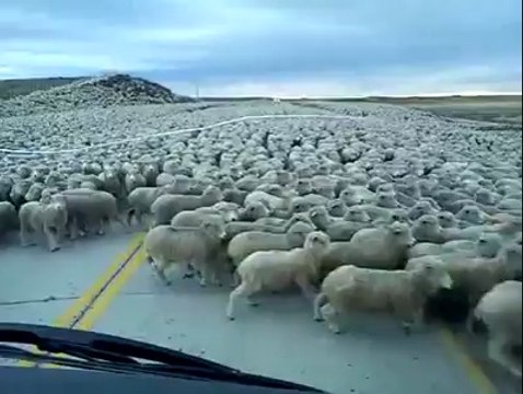 Hiç bu kadar büyük bir koyun sürüsü gördünüz mü