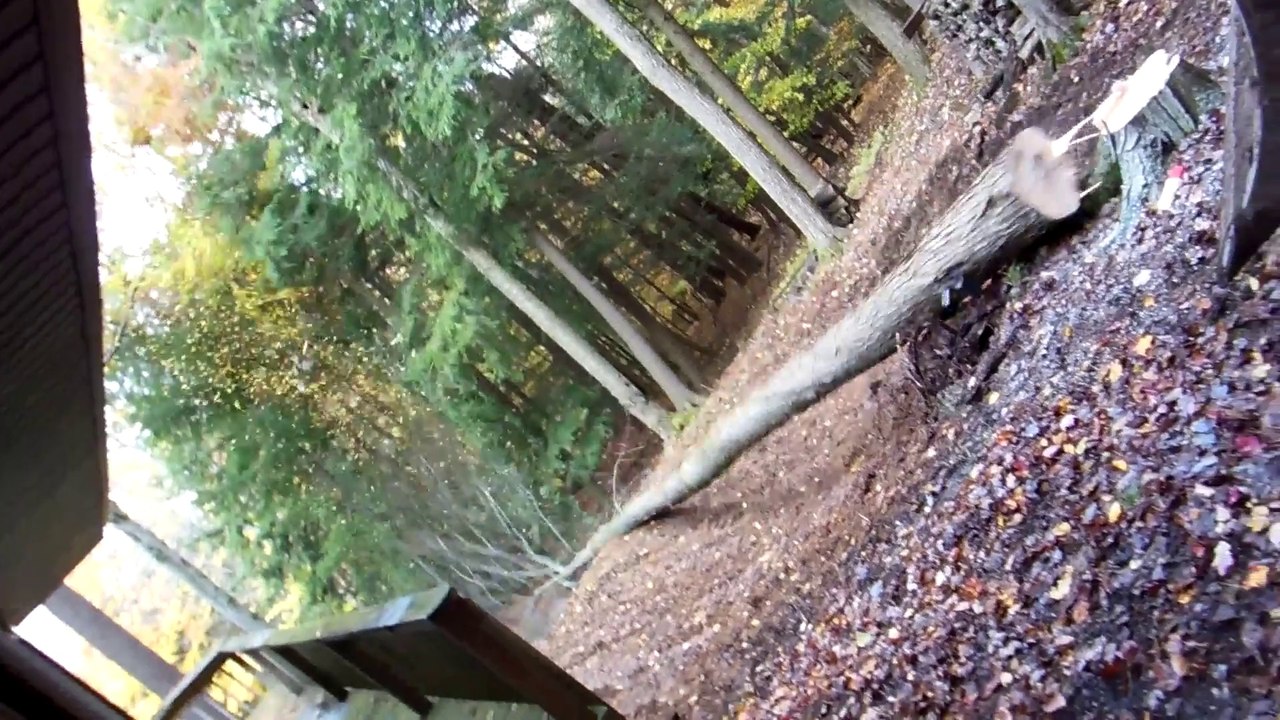 Cutting down tree