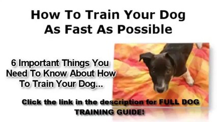 Secrets To Dog Training  Kingdom Of Pets