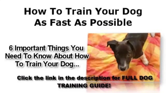 Secrets To Dog Training Kingdom Of Pets