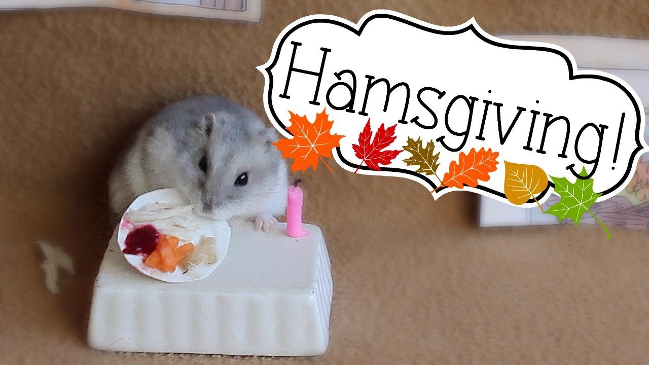 Hamsgiving!