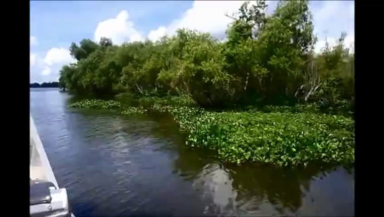 Air boat in the bayou
