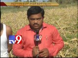 Hud Hud cyclone destroys Vizianagaram's corn crop - Tv9