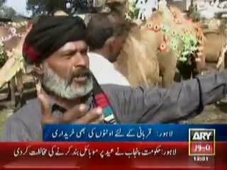 Kala Shah Poriya Cow on ARY NEWS.