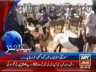 Kala Shah Poriya Cow on ARY NEWS..
