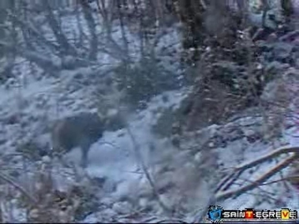 Chamois à Proveysieux