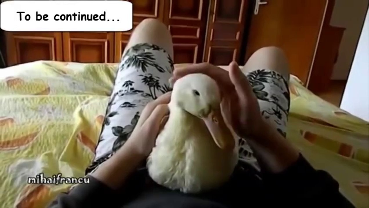 Compilation de vidéos de canards