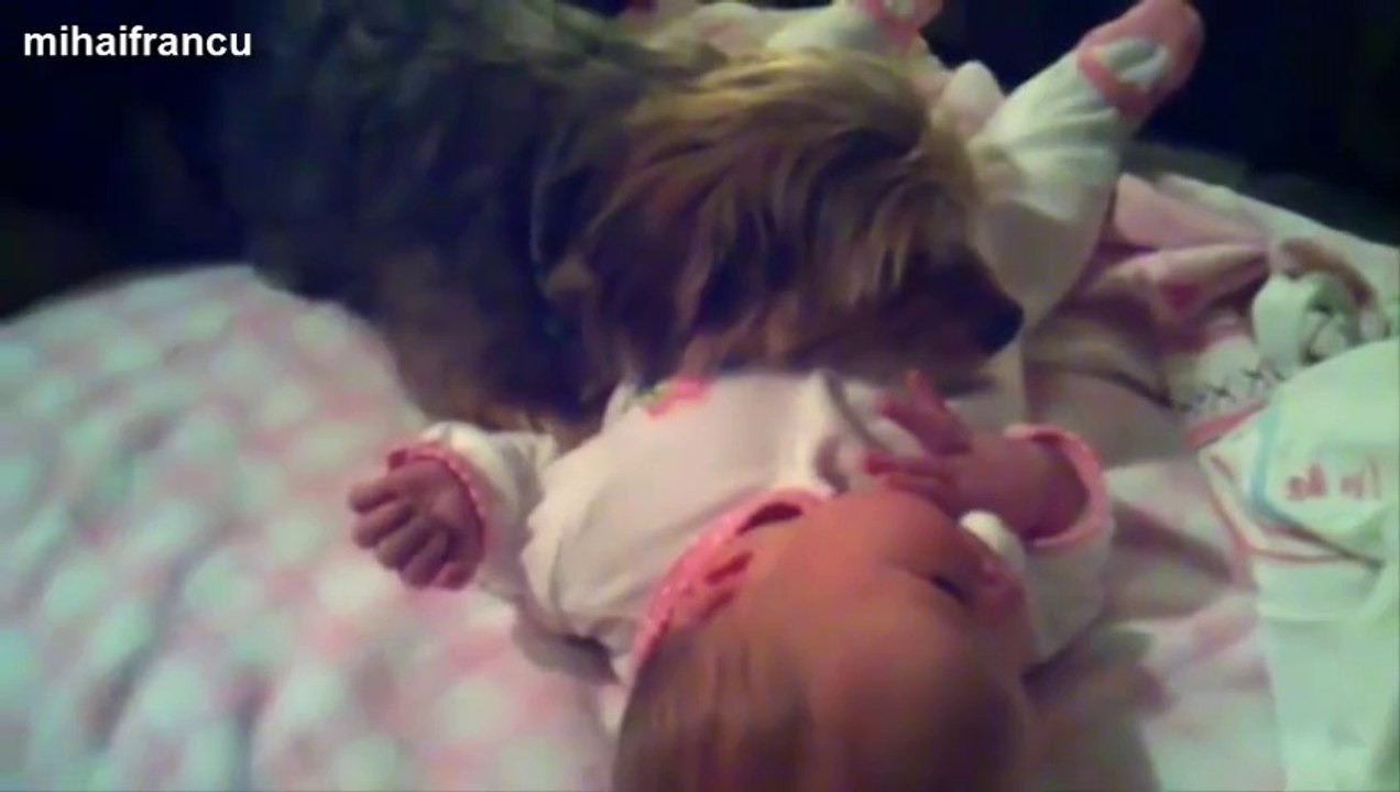 Des chiens et des chats qui protègent des bébés