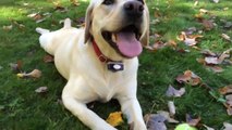 This labrador dog loves to jump in dead leaves!