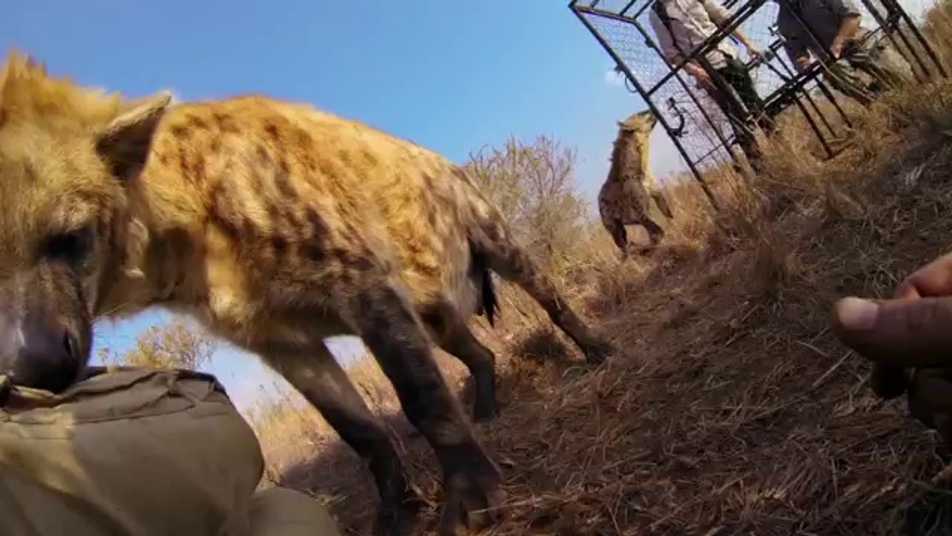 ⁣GoPro_ Lions - The New Endangered Species_
