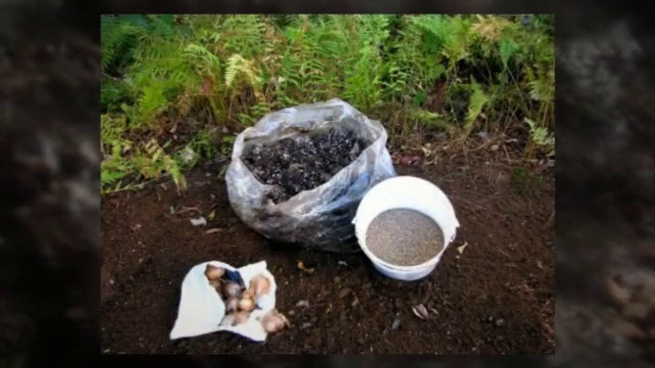 Steps For Planting Tulip Flowers Bulbs