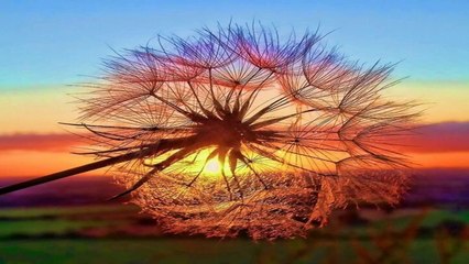 Zen Enlightenment (PP)