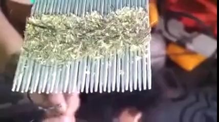 Dünyanın En Ağır Bit Vakası