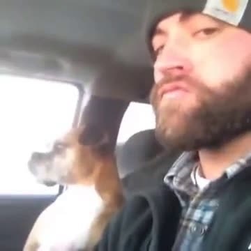 Bir Daha Sakın Bana Dokunma Diyen Köpek