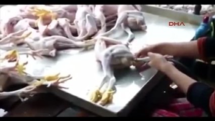 Şişirilmiş Piliçler Dehşete Düşürdü