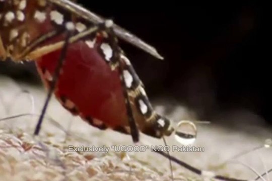 UGOOD Launched Awareness Campaigns for -Dengue Fever & Malaria- in Punjabs on October 5, 2011.