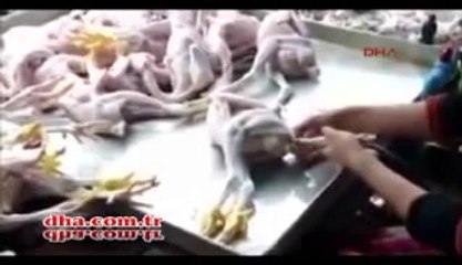 Şişirilmiş piliçler dehşete düşürdü
