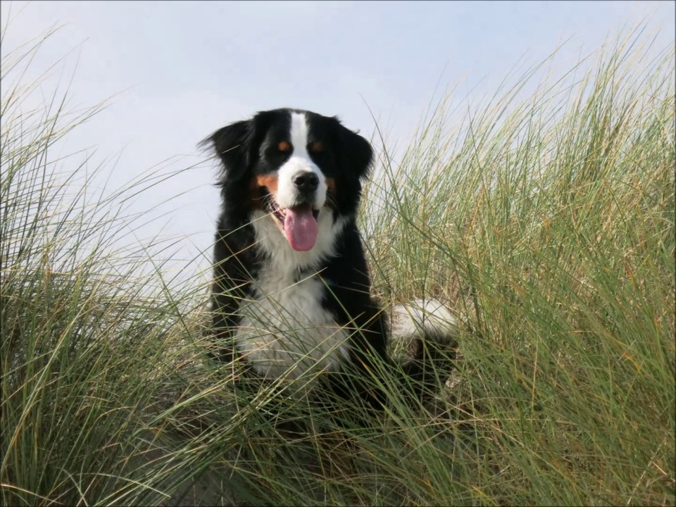 Stürmer & Bonnie am Meer