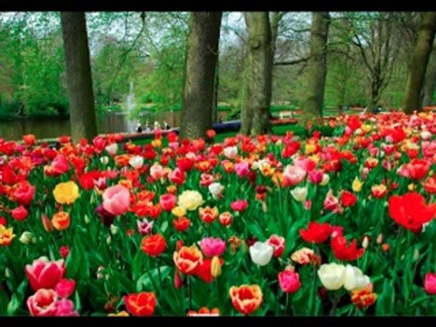 25 - DEMONIOS E PORCOS