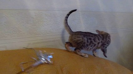 Бенгальский котик